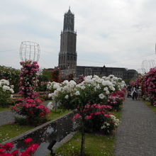 バラ咲いてました