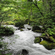 どこを切り取っても芸術作品な奥入瀬渓流