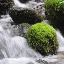滝に自然の苔玉