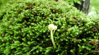 苔をみるには最高の場所