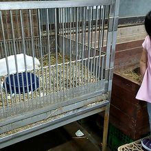 大きなうさぎを抱っこできます