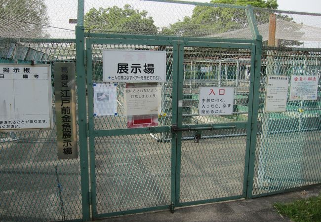 葛飾区金魚展示場 クチコミ アクセス 営業時間 亀有 柴又 フォートラベル