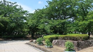 行くなら花の時期ですね