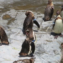 大好きなペンギンを見ました