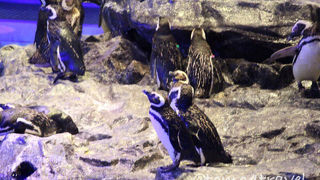 アロマが香る青く薄暗いおしゃれな空間。メインはマゼランペンギンとクラゲ。