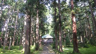 苔が素晴らしい