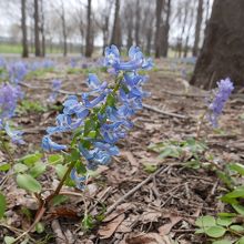 エゾエンゴサク