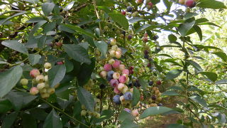 あきたブルーベリー農園