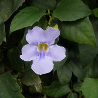 プールがあるホテルの庭は緑がいっぱいでした