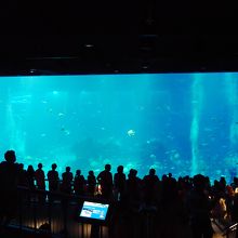 とにかくすごい人だかり・・・でも水槽の中は割とスッキリ（笑）