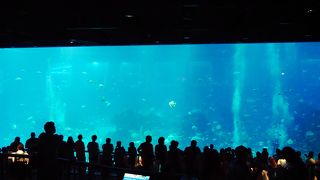 セントーサで暑さをしのぐ水族館