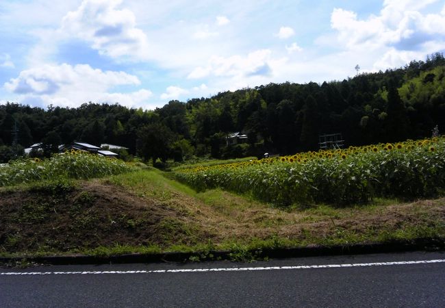 与謝野町ひまわりフェスティバル クチコミ アクセス 営業時間 天橋立 宮津 フォートラベル