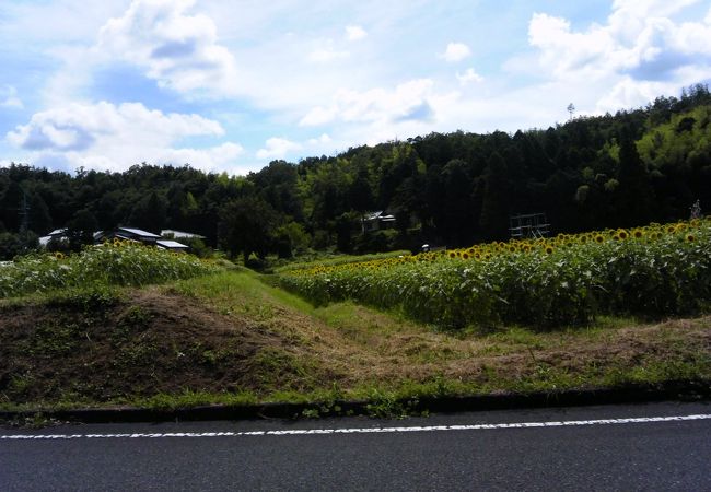 与謝野町ひまわりフェスティバル