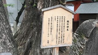 太くて立派な木