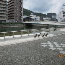 仲良く一列で歩く鴨