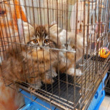 猫も売られてる