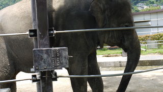 昔ながらの動物園