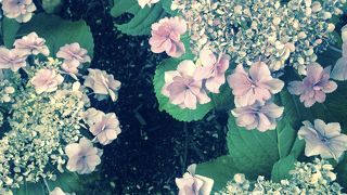 色鮮やかな紫陽花