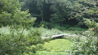水生植物園の中に城跡が有ります