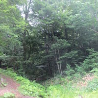 ホタルがいた森。地図の⑫までは、ひたすら下り。