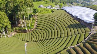 円形茶畑