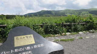 高山植物の宝庫です
