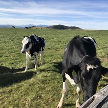 夏の間ウシさんも麓から預けられて高原で過ごします