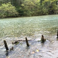 幻想的な　立ち枯れの木