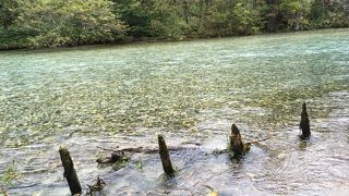 立ち枯れの木の　幻想的風景　大正池