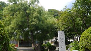 大きな柳と庭園が美しいお寺です