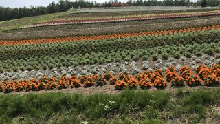 自分たちでカートを！