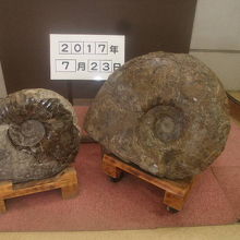 化石展示の一例
