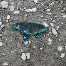 かわいそうに・・・