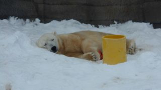 シロクマがいます