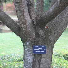 答え＝日本を代表する｢桜｣でした。