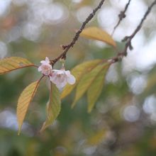 薄紅色の花びらが可憐に咲いていました～　