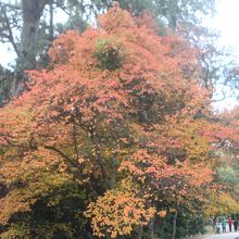 見事に紅葉している樹々もありました。