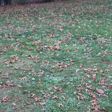 異国の地で｢散り紅葉｣が見られるとは･･･感激です！