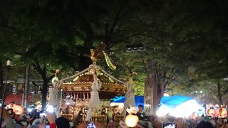 ケヤキの巨木が並ぶ参道