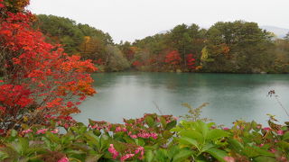 五色沼最大の青い沼