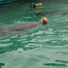 イルカとのキャッチボール
