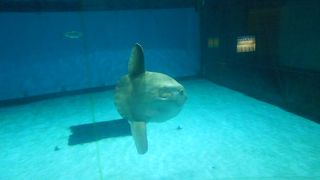 マンボウがメイン