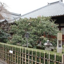 地蔵院・散り椿