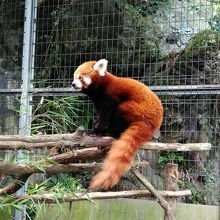 レッサーパンダ