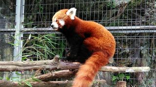 バナナとワニだけじゃなかった。