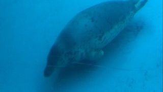 イルカのショー