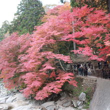香嵐渓の紅葉