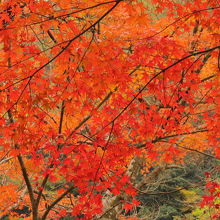 香嵐渓の紅葉