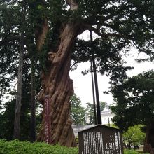 小田原市天然記念物のイヌマキ