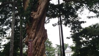 小田原城内　小田原市天然記念物のイヌマキ